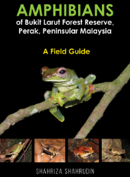 Amphibians of Bukit Larut Forest Reserve, Perak, Peninsular Malaysia: A Field Guide